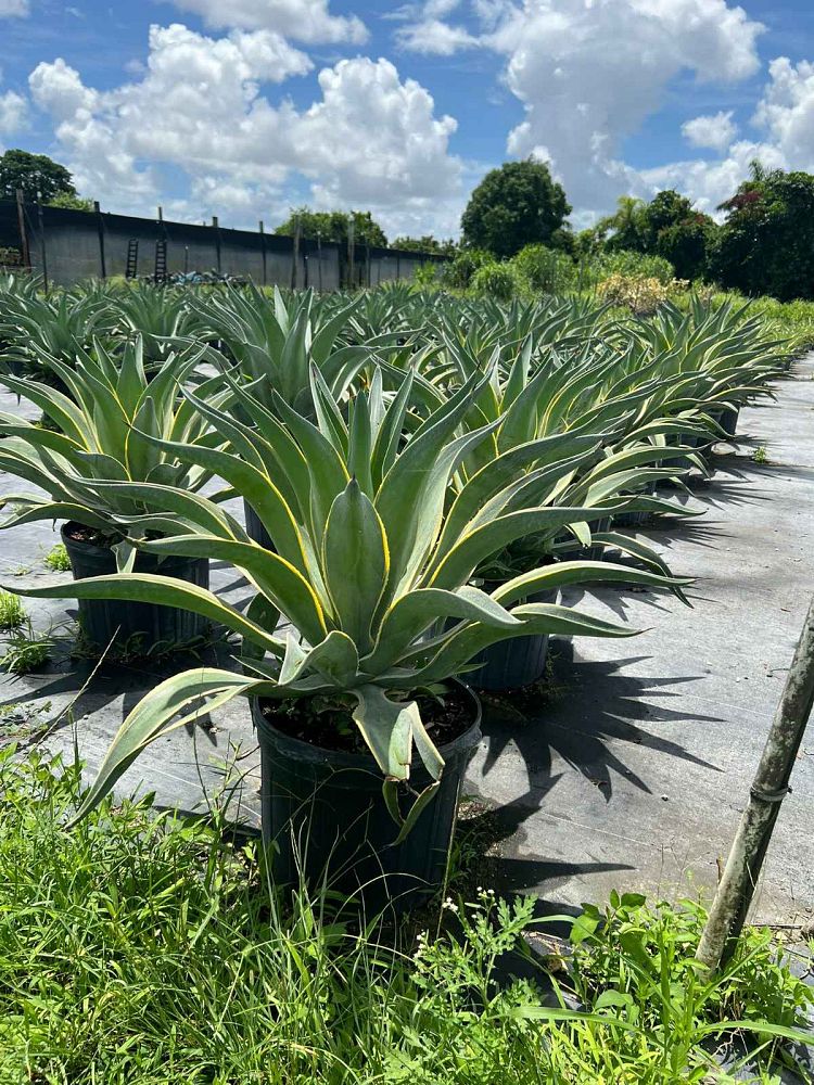 agave-desmettiana-variegata-dwarf-century-plant