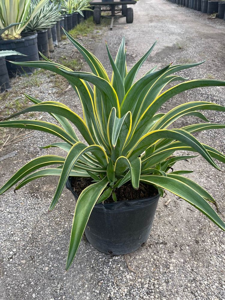 agave-desmettiana-variegata-dwarf-century-plant