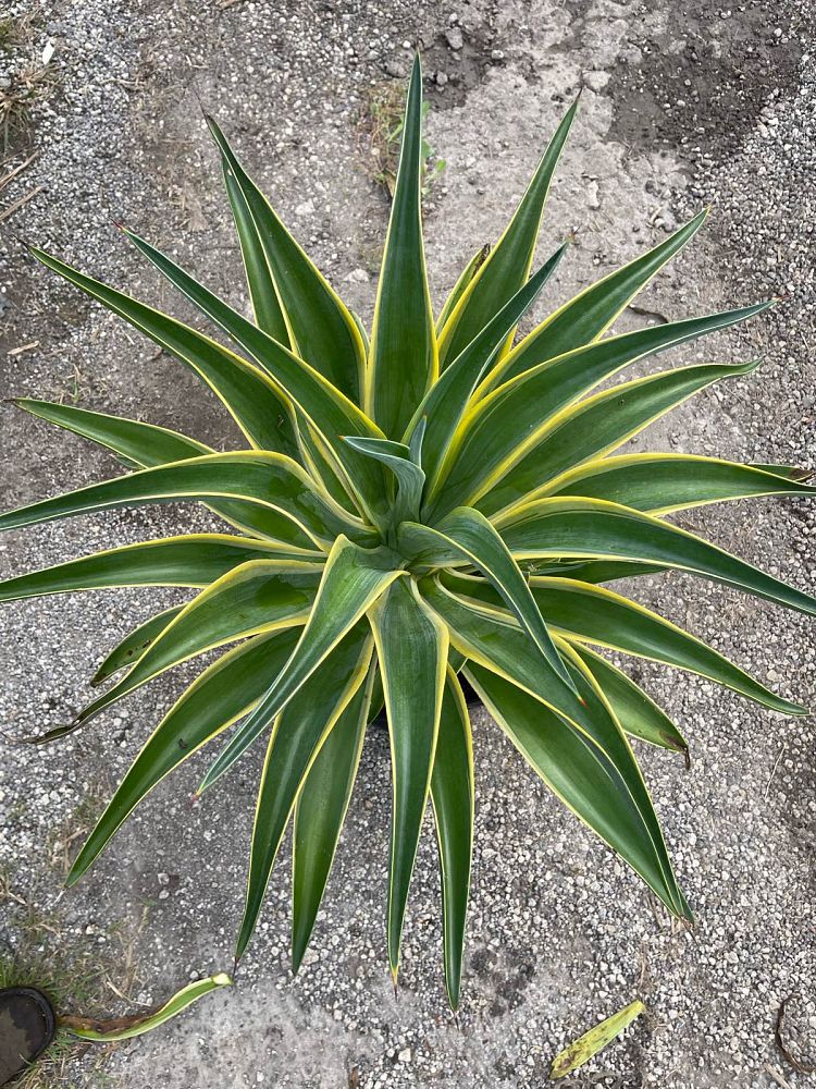 agave-desmettiana-variegata-dwarf-century-plant