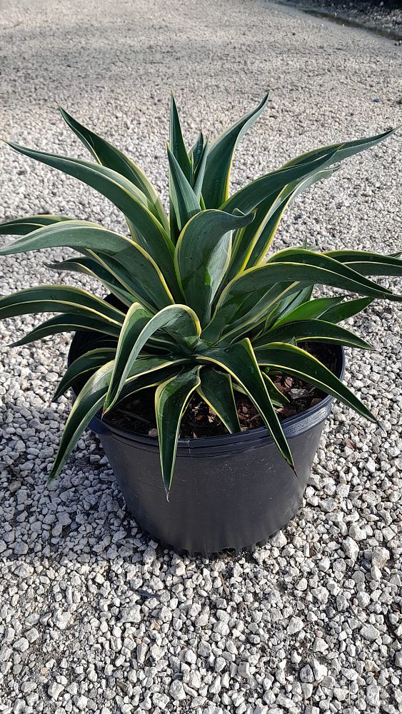 agave-desmettiana-variegata-dwarf-century-plant