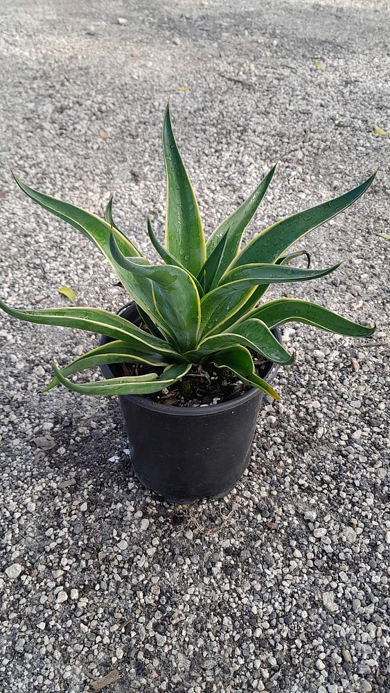 agave-desmettiana-variegata-dwarf-century-plant