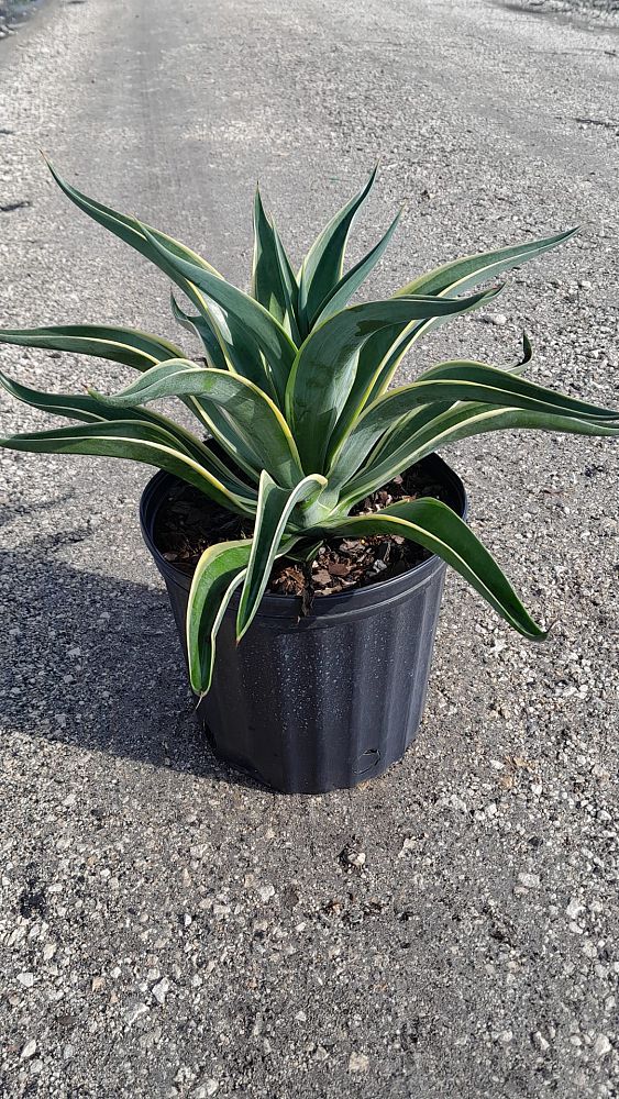 agave-desmettiana-variegata-dwarf-century-plant