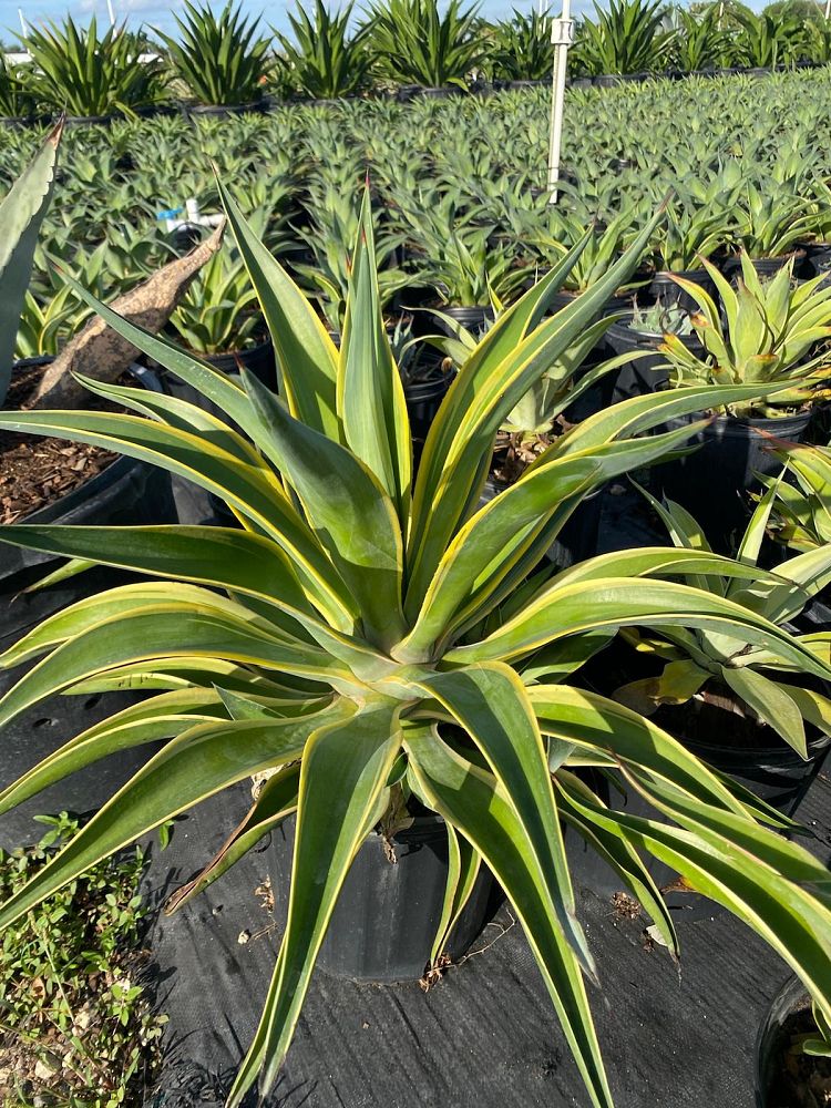 agave-desmettiana-variegata-dwarf-century-plant