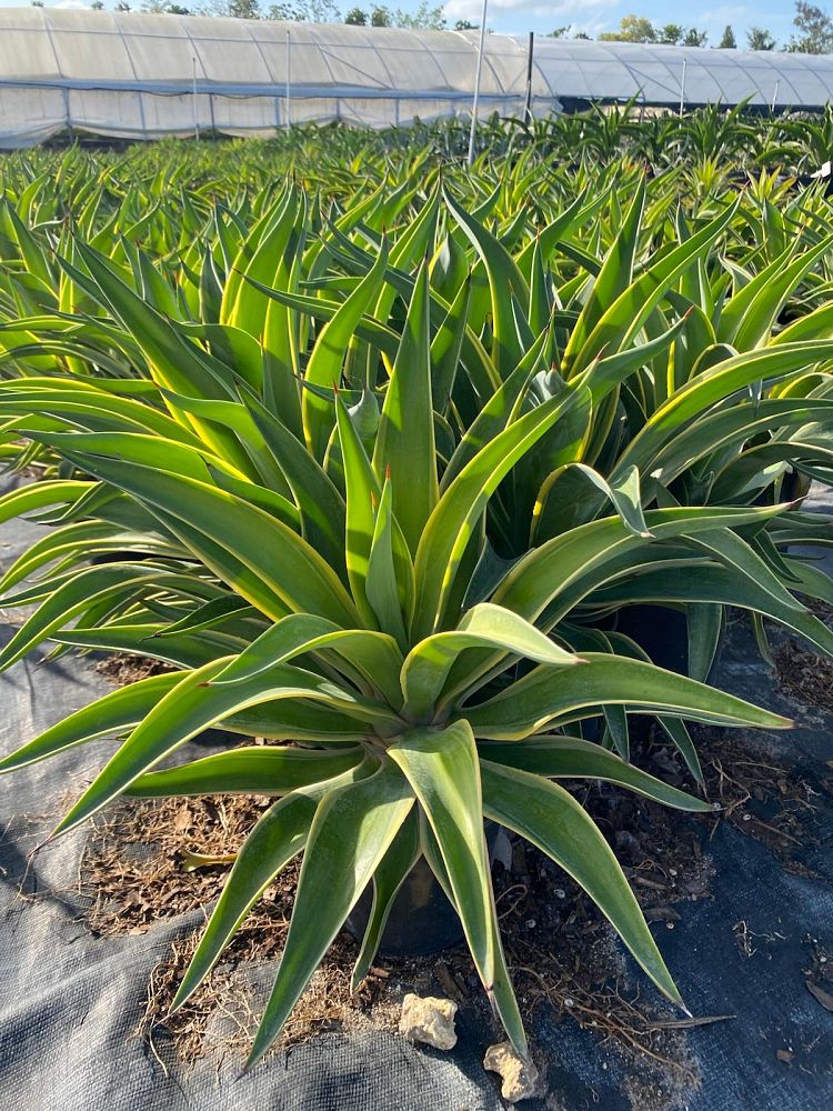 agave-desmettiana-variegata-dwarf-century-plant