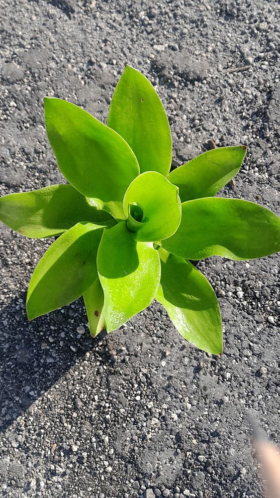 agave-ellemeetiana-satina