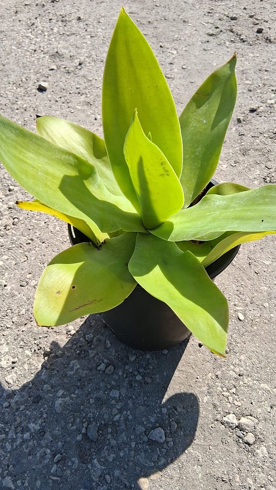 agave-ellemeetiana-satina