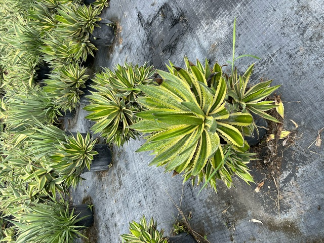 agave-filifera-schidigera-durango-delight