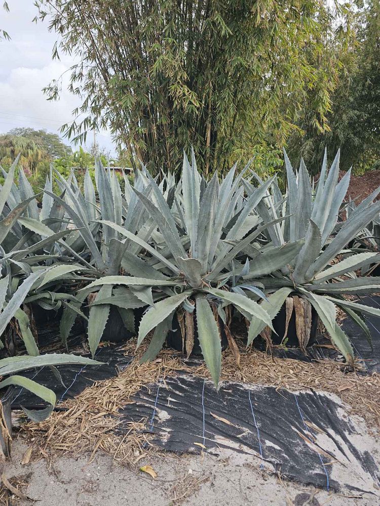 agave-gainesville-blue-gator-century