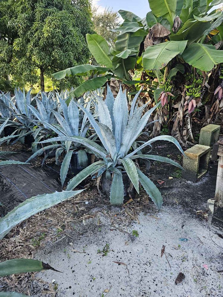 agave-gainesville-blue-gator-century