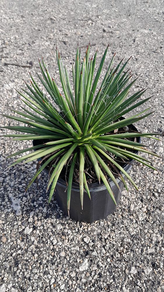 agave-geminiflora