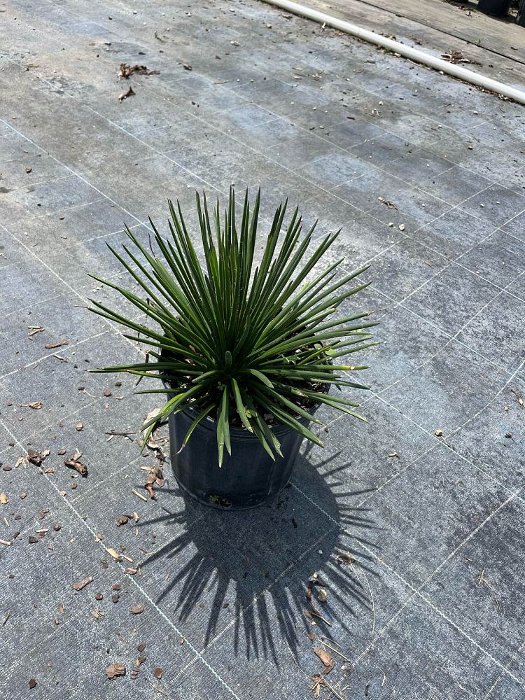 agave-gemniflora-twin-flower-agave