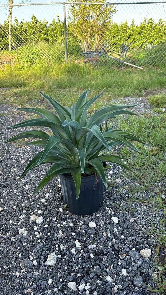 agave-lurida-agave-polyphylla-agave-desmettiana