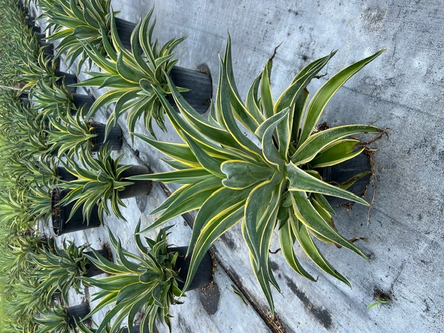 agave-lurida-variegata-agave-desmettiana