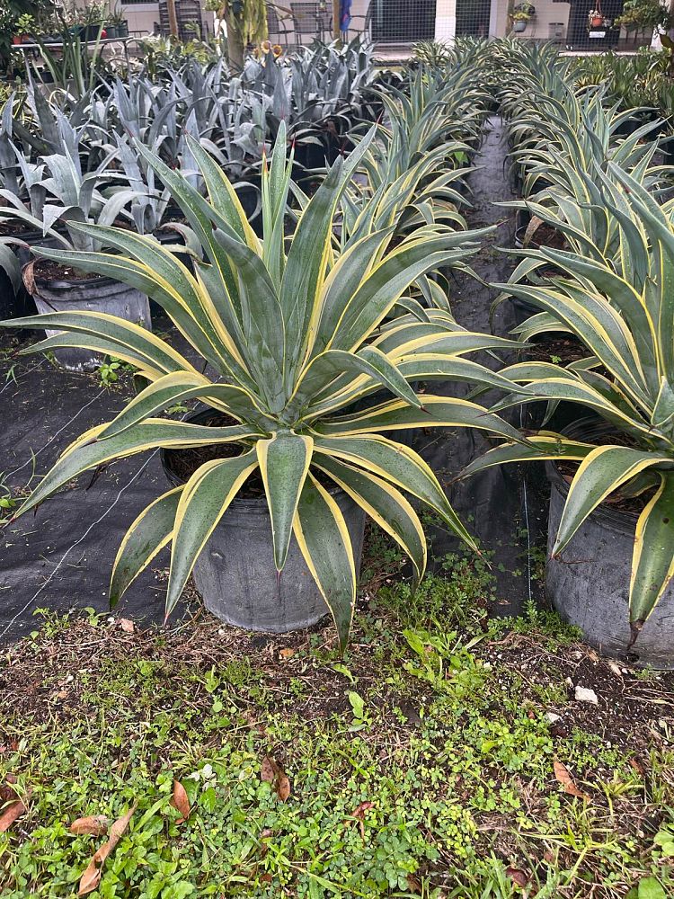 agave-lurida-variegata-agave-desmettiana