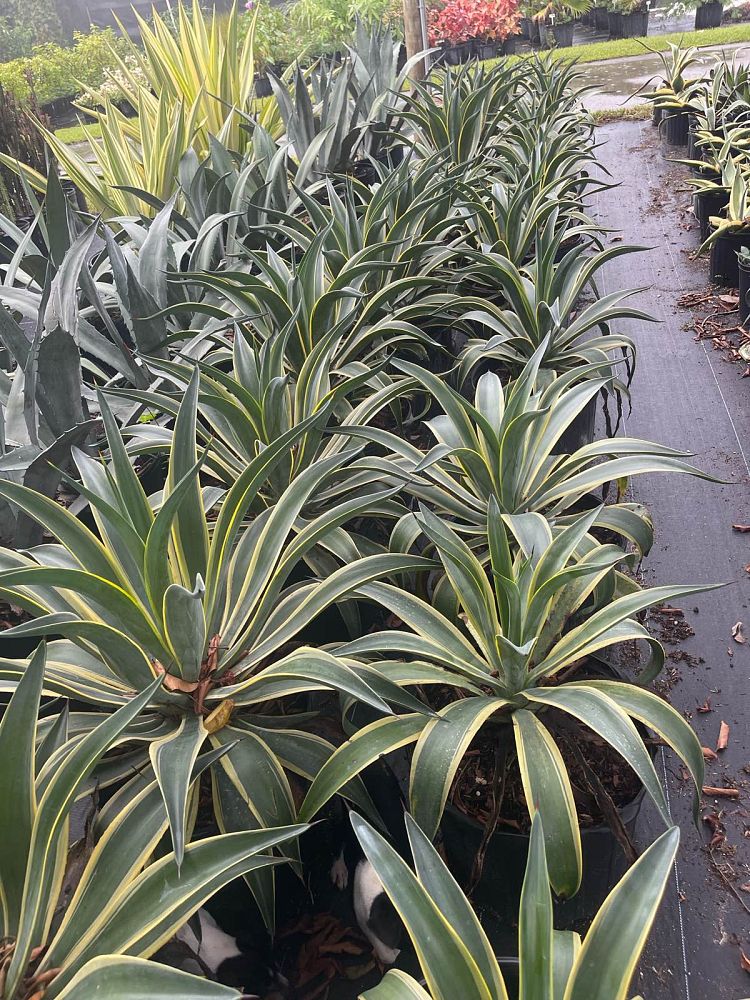 agave-lurida-variegata-agave-desmettiana