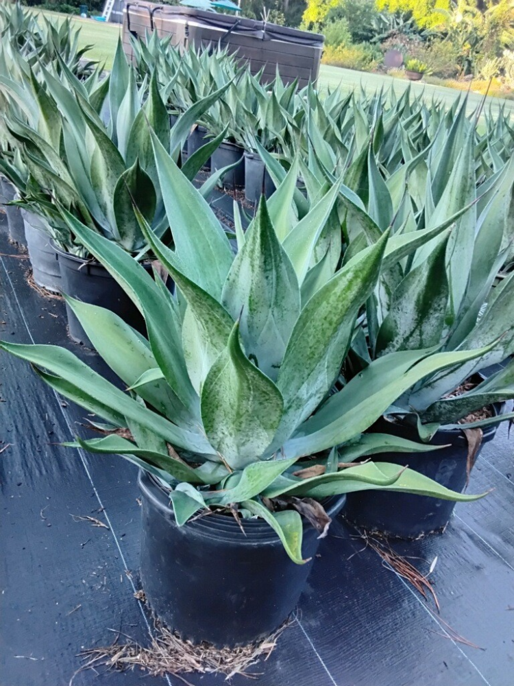 agave-mr-ripple