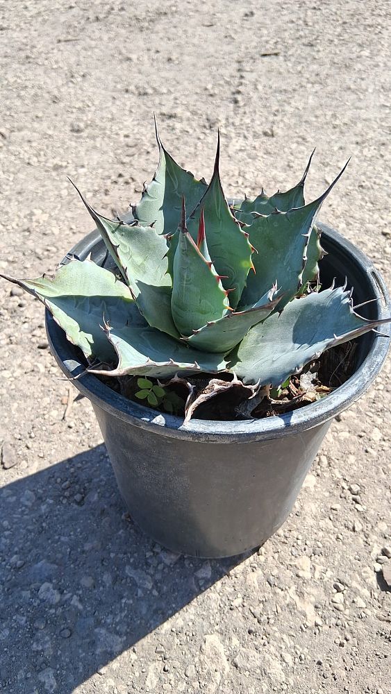 agave-parrasana-fire-ball-century-plant-agave