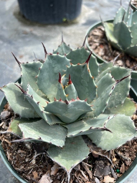 agave-parryi-jc-raulston