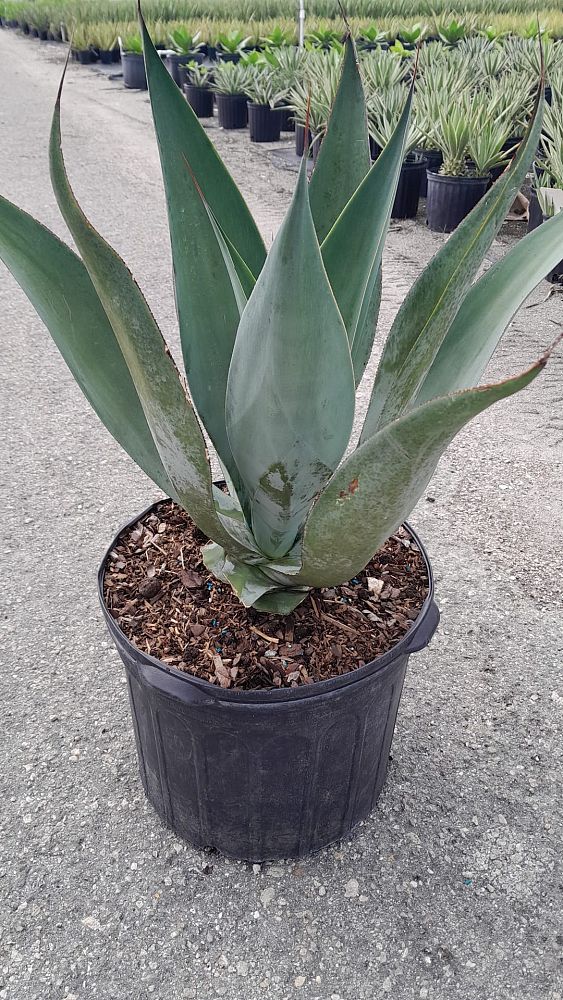 agave-pedunculifera