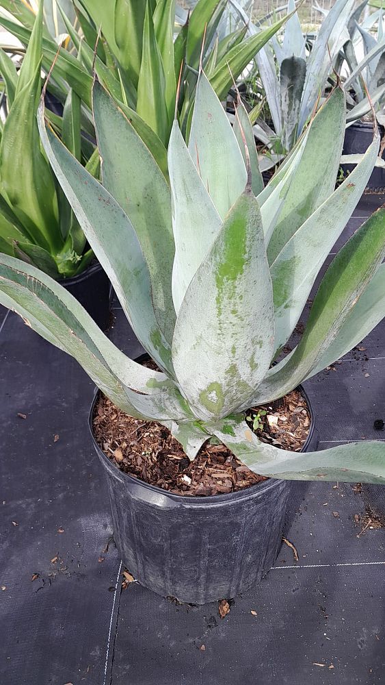 agave-pedunculifera