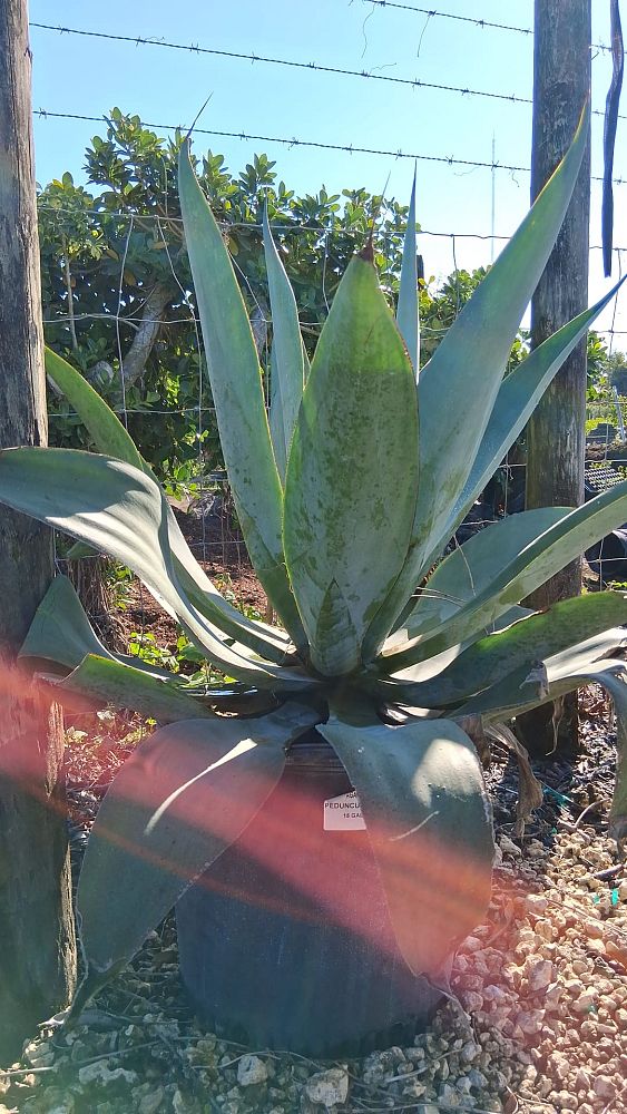 agave-pedunculifera