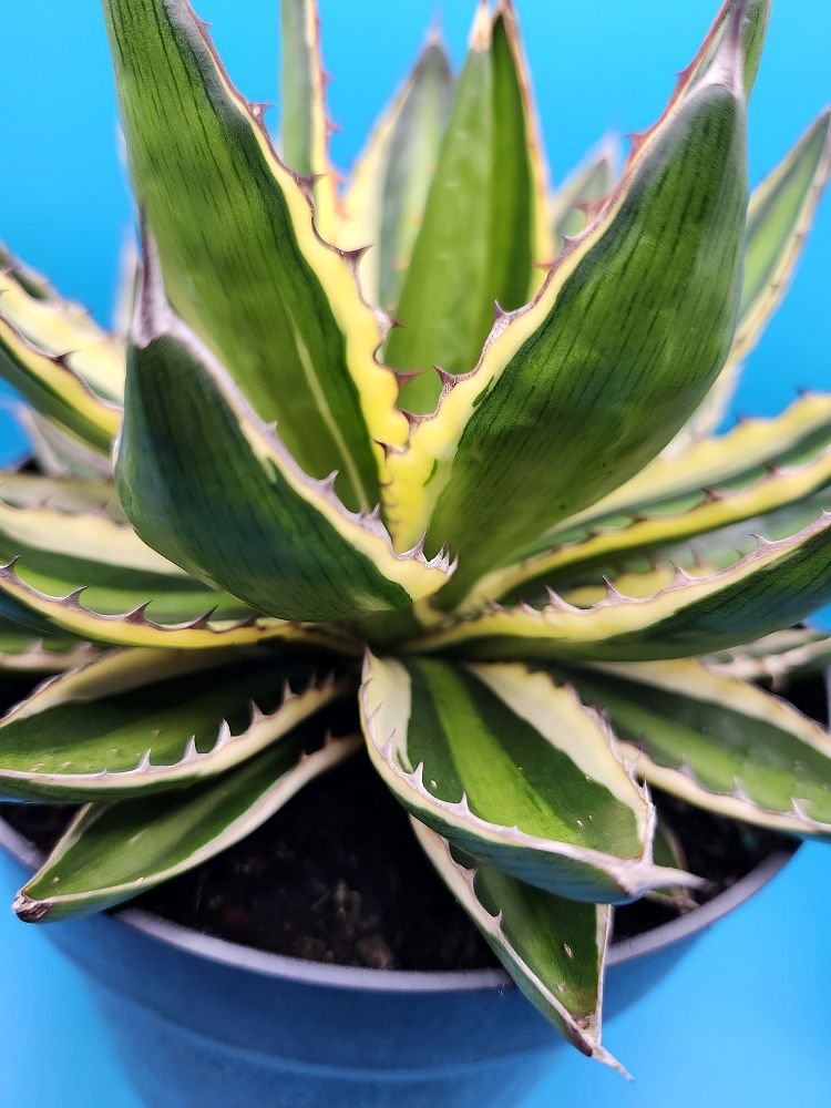 agave