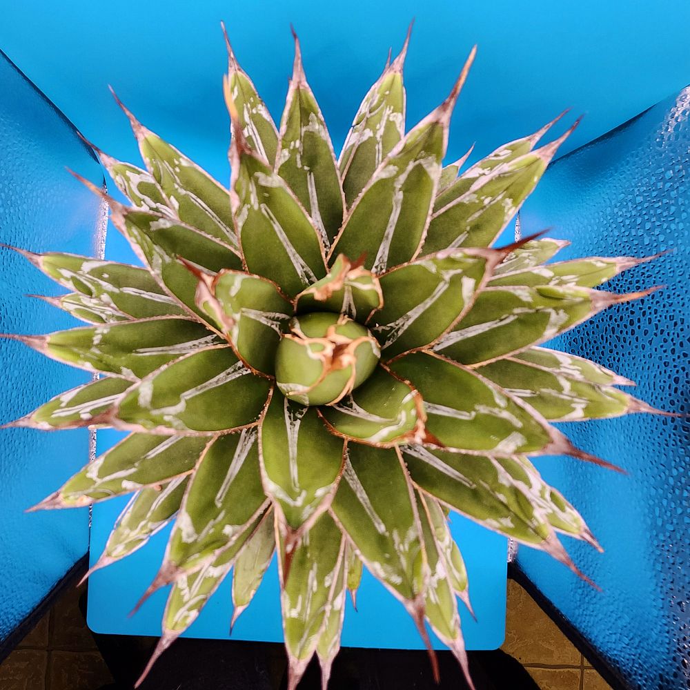 agave