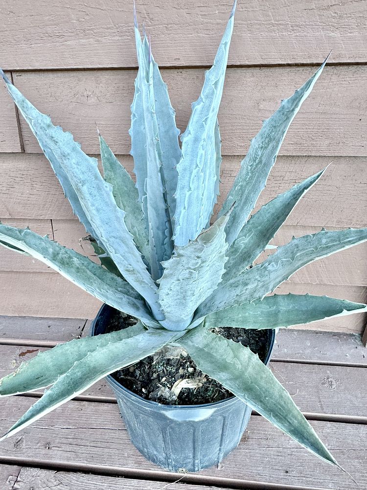 agave