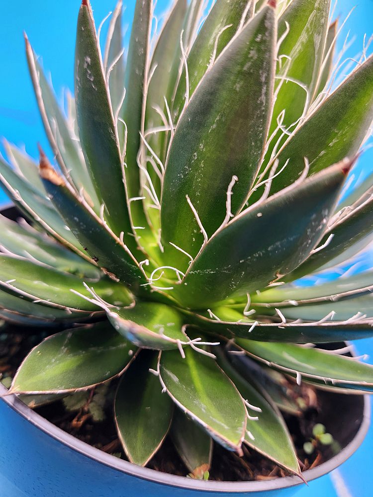 agave