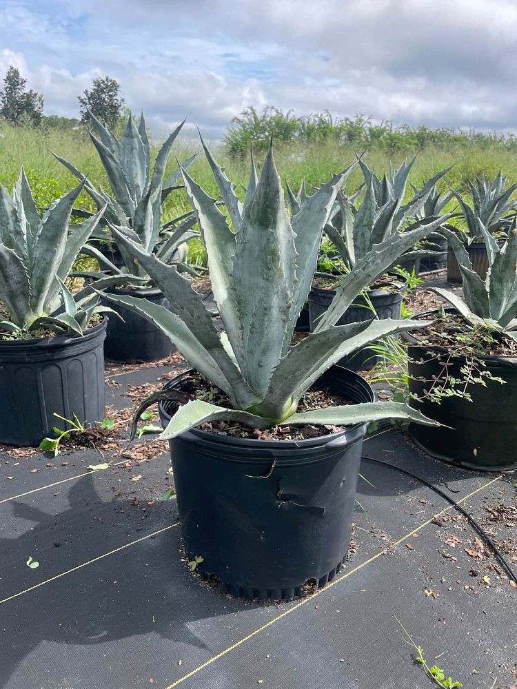 agave-tequilana-blue-agave