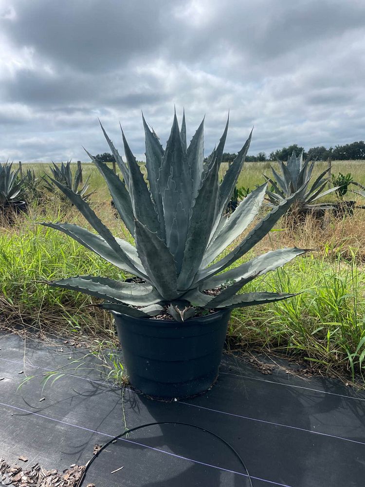 agave-tequilana-blue-agave