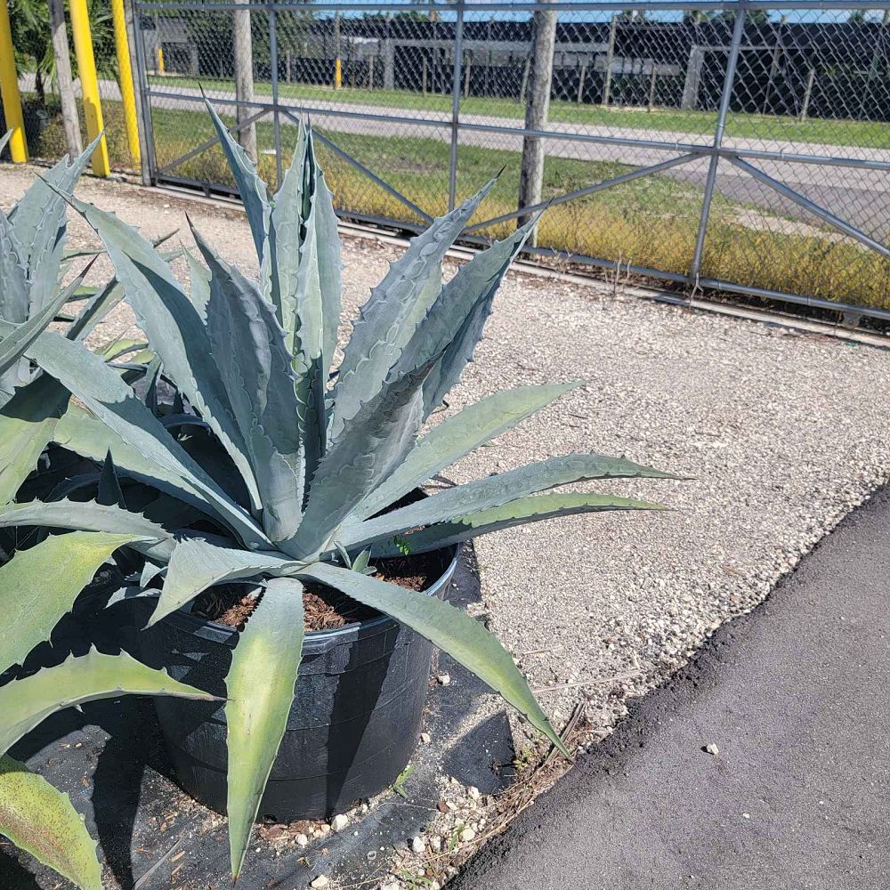 agave-tequilana-blue-agave