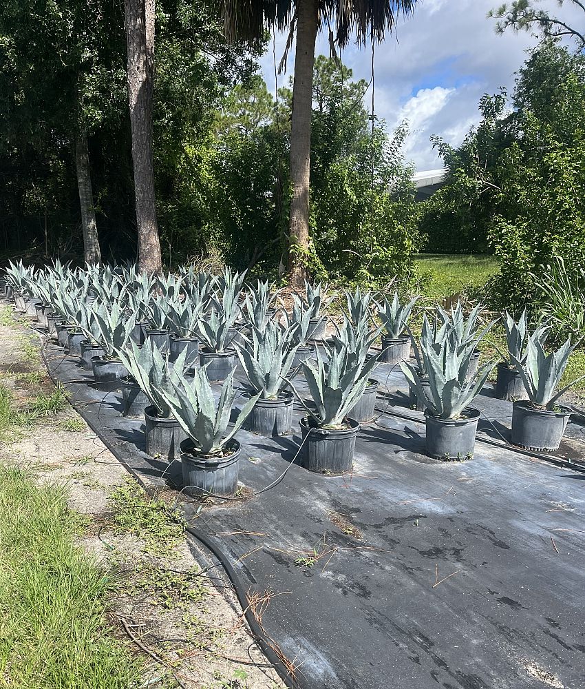 agave-tequilana-blue-agave