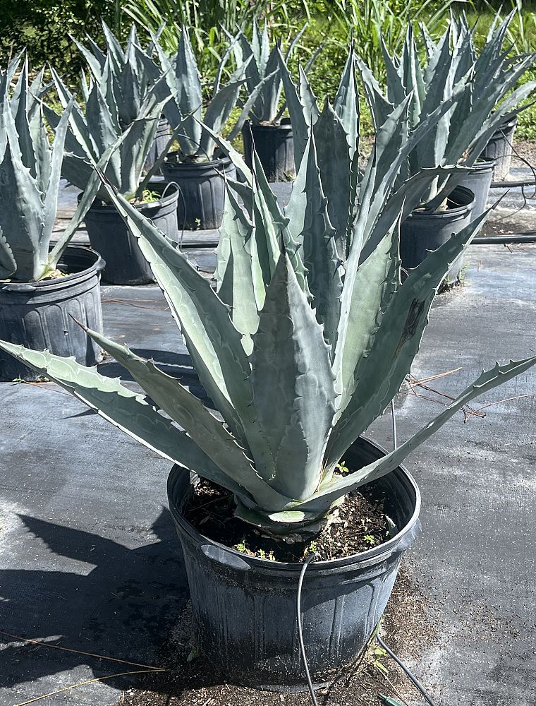 agave-tequilana-blue-agave