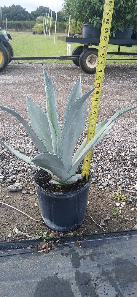 agave-tequilana-blue-agave