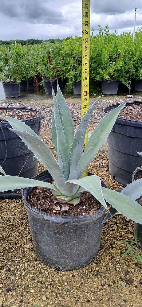 agave-tequilana-blue-agave