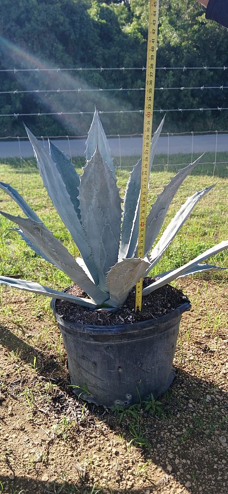 agave-tequilana-blue-agave