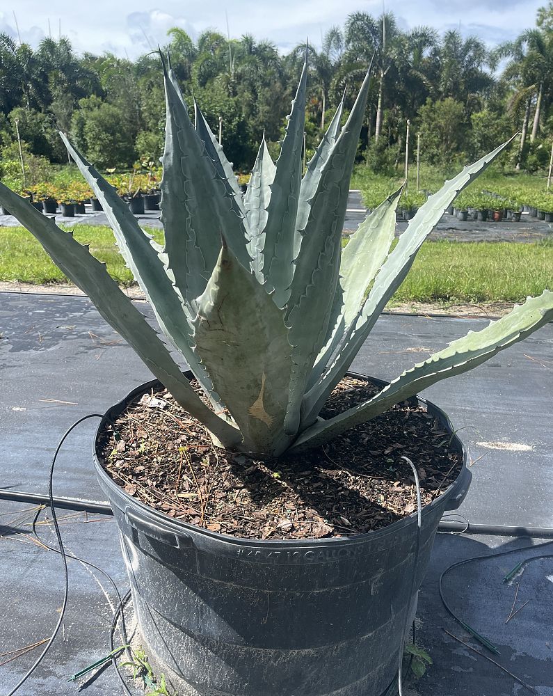 agave-tequilana-blue-agave