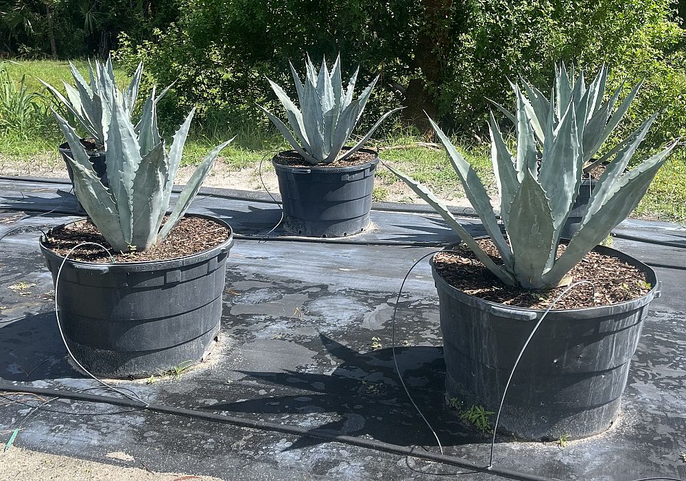 agave-tequilana-blue-agave