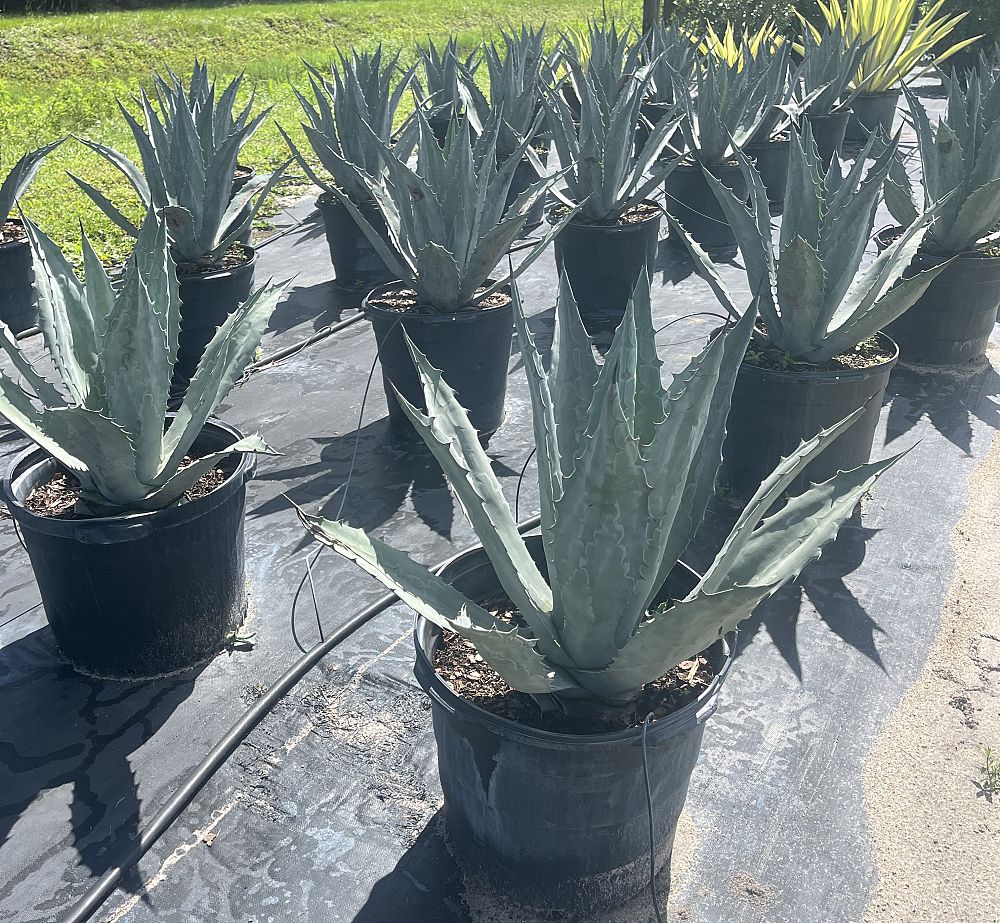 agave-tequilana-blue-agave