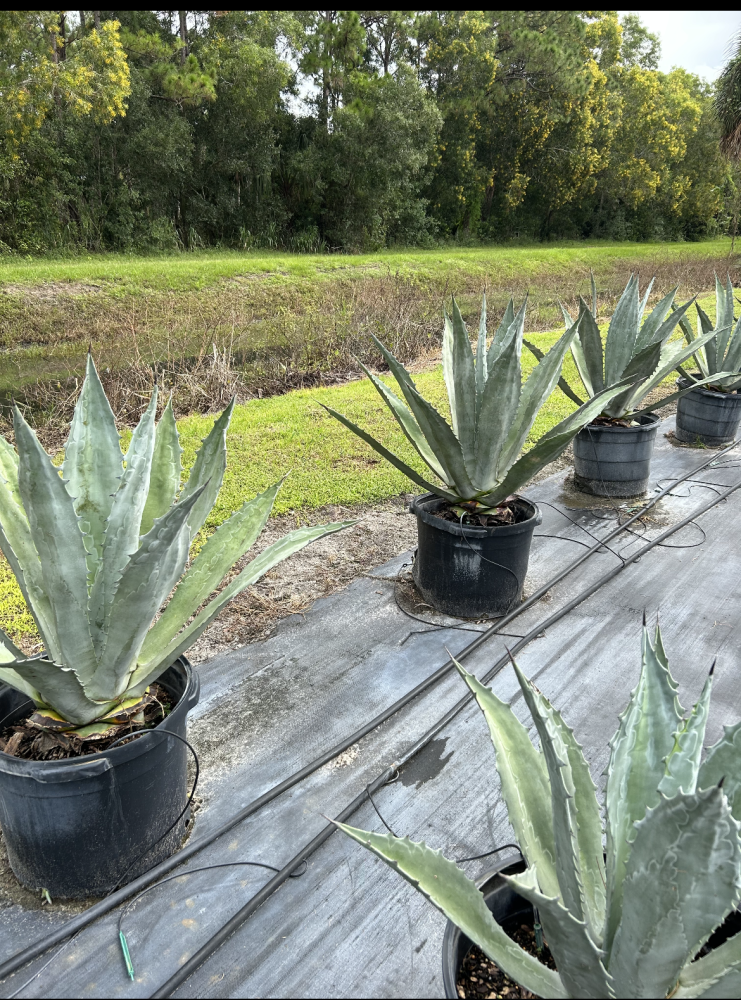 agave-tequilana-blue-agave