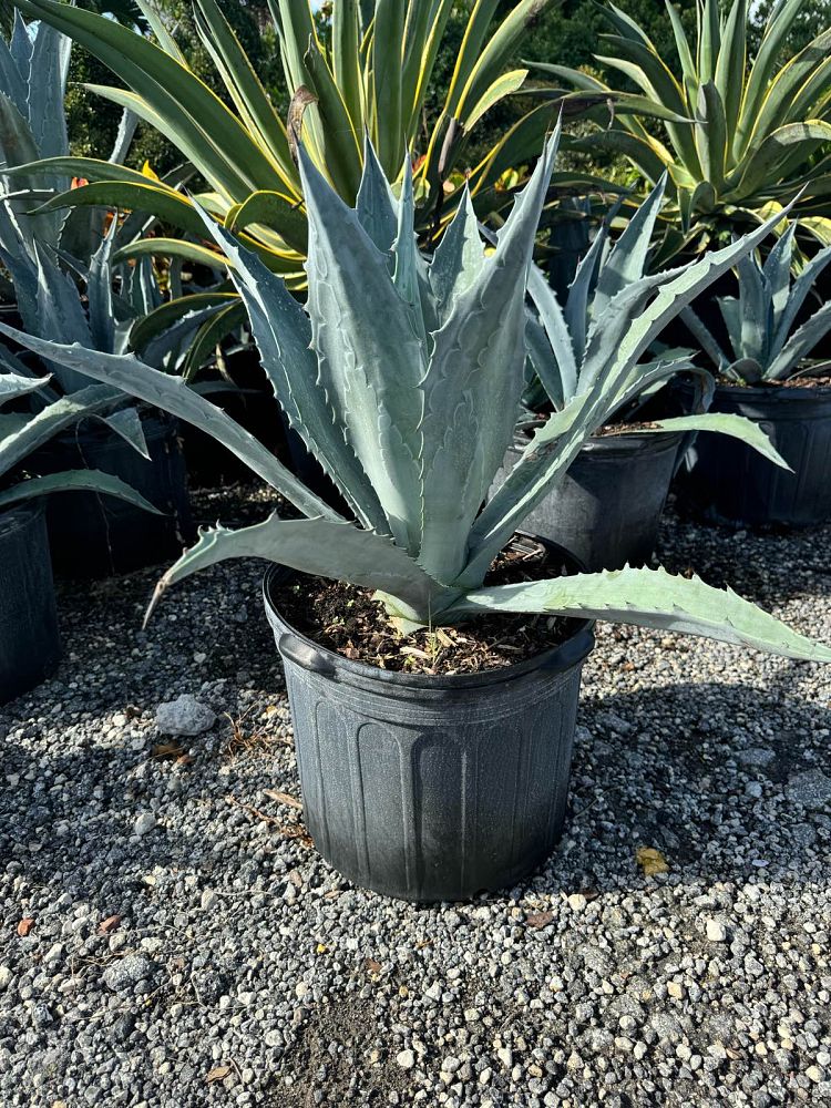 agave-tequilana-blue-agave