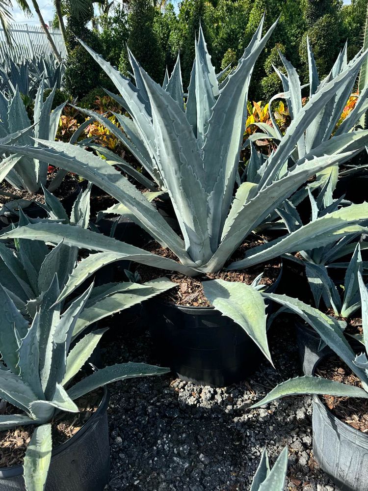 agave-tequilana-blue-agave