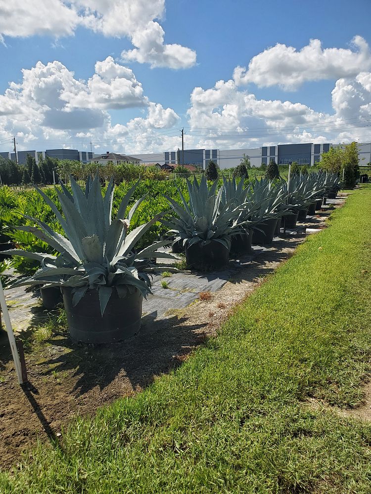 agave-tequilana-blue-agave