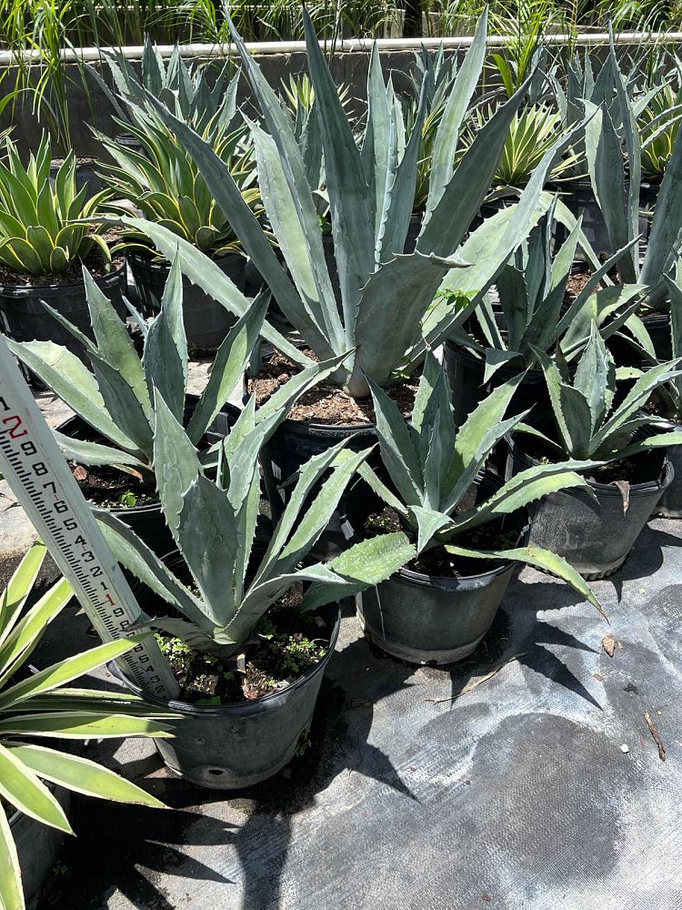 agave-tequilana-blue-agave