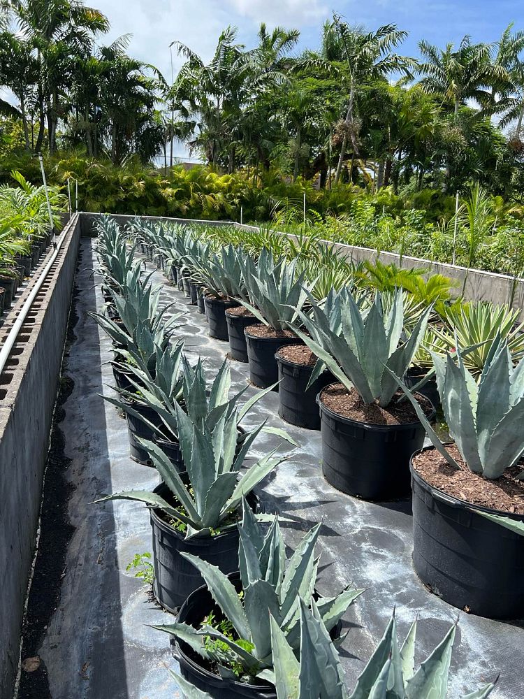 agave-tequilana-blue-agave