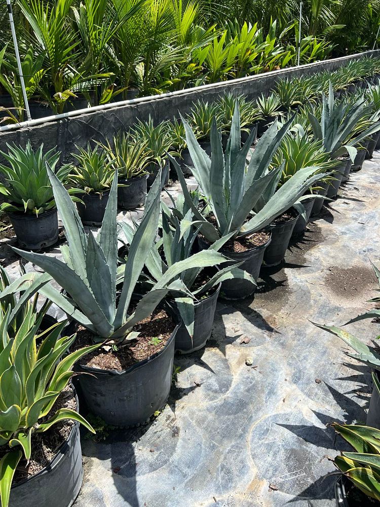 agave-tequilana-blue-agave