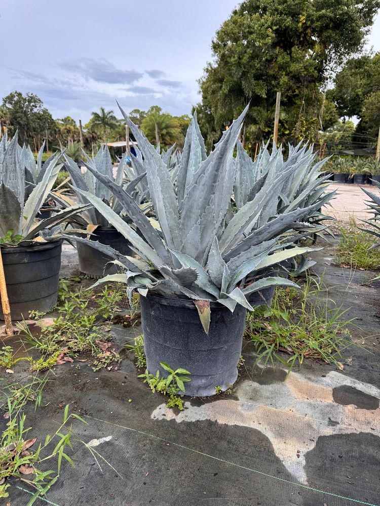 agave-tequilana-blue-agave