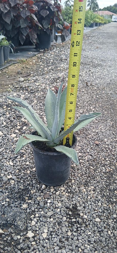 agave-tequilana-blue-agave