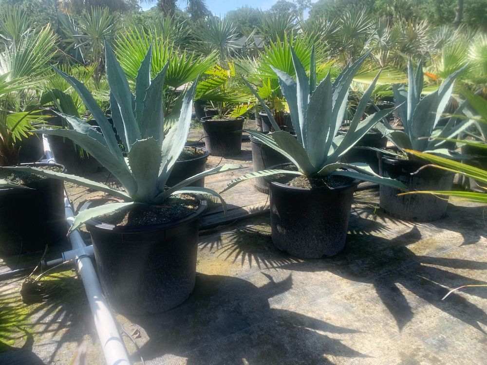 agave-tequilana-blue-agave